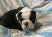 Black tru girl, a female English Bulldog for sale in Buffalo, MO – 3 of 6