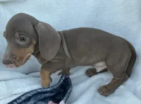 Dunkin, a male Miniature Dachshund for sale in Buffalo, MO – 3 of 6
