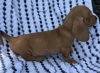 Frankie, a male Miniature Dachshund for sale in Halfway, MO – 9 of 10
