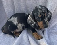 Gator-boy , a male Miniature Dachshund for sale in Buffalo, MO – 3 of 3