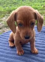 Zohan, a male Miniature Dachshund for sale in Halfway, MO – 5 of 7