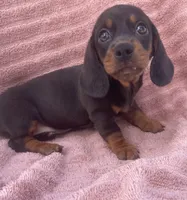 Lullaby , a female Miniature Dachshund for sale in Halfway, MO – 4 of 7