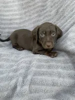 Dark chocolate boy, a male Miniature Dachshund for sale in Buffalo, MO – 4 of 4
