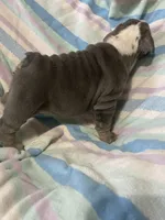 Blue tri girl, a female English Bulldog for sale in Buffalo, MO – 6 of 6