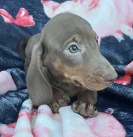 Chocolate Boy, a male Dachshund for sale in Buffalo, MO – 1 of 4