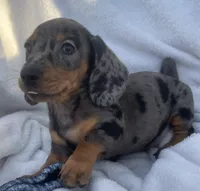 Sofia, a female Dachshund for sale in Buffalo, MO – 4 of 6