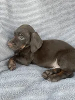 Dark chocolate boy, a male Miniature Dachshund for sale in Buffalo, MO – 2 of 4