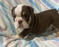 Chocolate girl 2, a female English Bulldog for sale in Buffalo, MO – 6 of 7