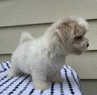 Teddy Bear 2, a male Bichon Frise and Shih Tzu for sale in Halfway, MO – 3 of 9