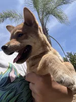 AKC Male, a male Shiba Inu for sale in Westminster, CA – 2 of 3