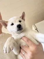AKC Male, a male Shiba Inu for sale in Westminster, CA – 2 of 2