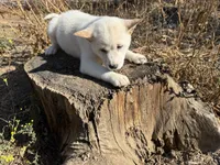 AKC Male, a male Shiba Inu for sale in Westminster, CA – 1 of 2