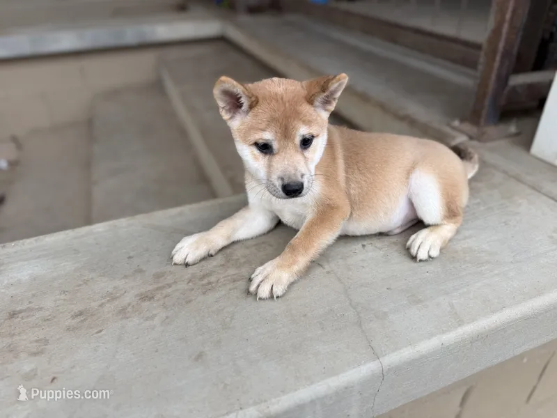 AKC Shiba Inu Male – Shiba Inu puppy for sale in Westminster, CA