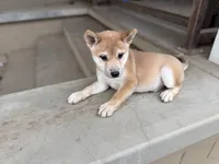 AKC Shiba Inu Male, a male Shiba Inu for sale in Westminster, CA – 1 of 1