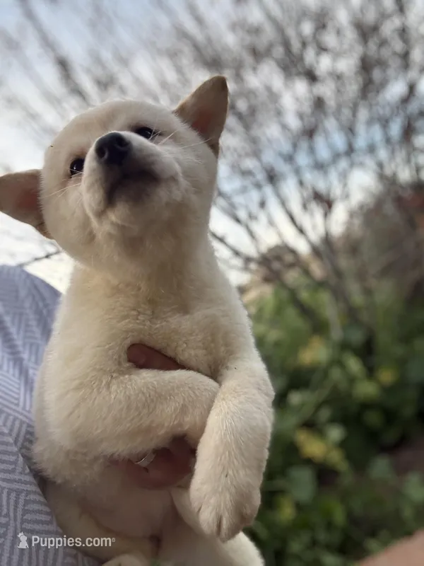 Female AKC – Shiba Inu puppy for sale in Westminster, CA