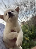 Female AKC, a female Shiba Inu for sale in Westminster, CA – Photo 1 of 2