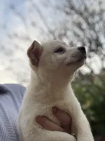 Female AKC, a female Shiba Inu for sale in Westminster, CA – Photo 2 of 2