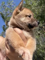 AKC Shiba Inu Female 2, a female Shiba Inu for sale in Westminster, CA – 3 of 3