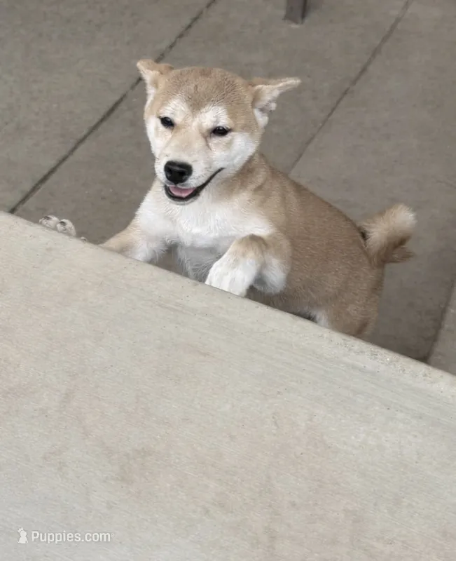 AKC Female – Shiba Inu puppy for sale in Westminster, CA
