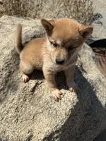 AKC Shiba Inu Female 1, a female Shiba Inu for sale in Westminster, CA – 1 of 2