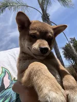 AKC Male, a male Shiba Inu for sale in Westminster, CA – 3 of 3