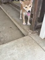 AKC Female, a female Shiba Inu for sale in Westminster, CA – 2 of 2