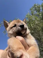 AKC Shiba Inu Female 2, a female Shiba Inu for sale in Westminster, CA – 2 of 3