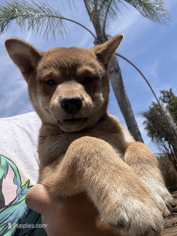 AKC Male – Shiba Inu puppy for sale in Westminster, CA