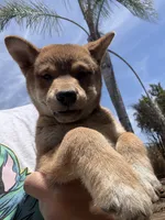 AKC Male, a male Shiba Inu for sale in Westminster, CA – 1 of 3