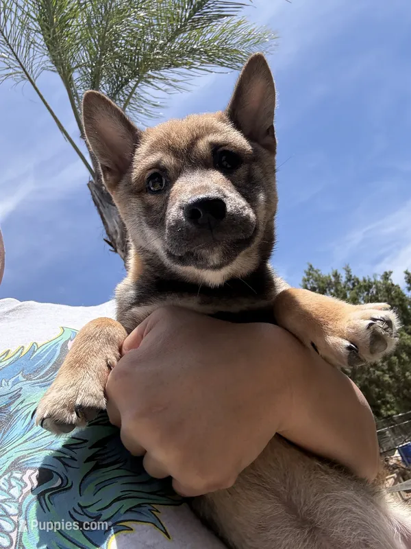 AKC Female – Shiba Inu puppy for sale in Westminster, CA