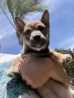 AKC Female, a female Shiba Inu for sale in Westminster, CA – 1 of 2