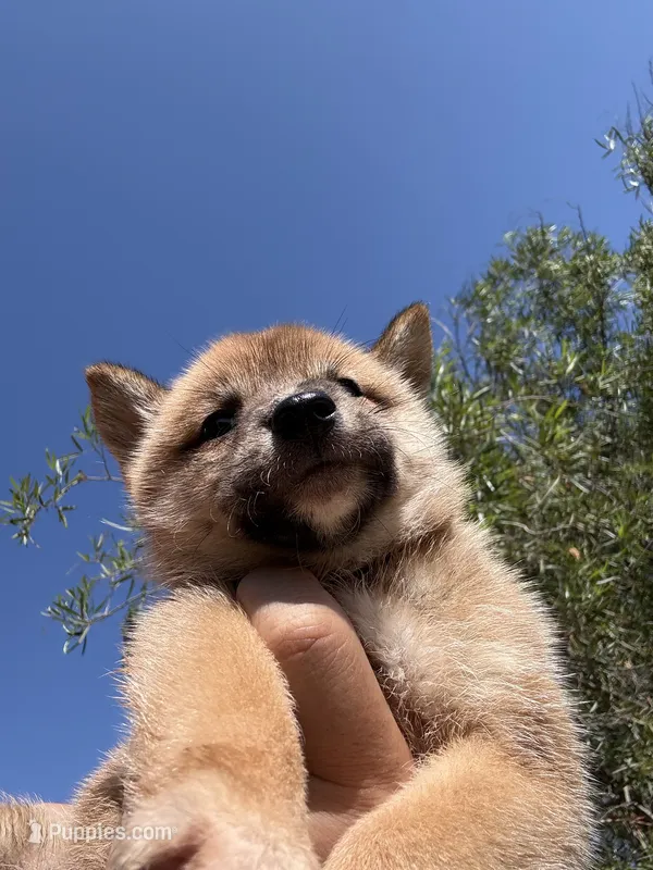 AKC Shiba Inu Female 2 – Shiba Inu puppy for sale in Westminster, CA