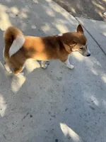 Female, a female Shiba Inu for sale in Westminster, CA – Photo 2 of 2