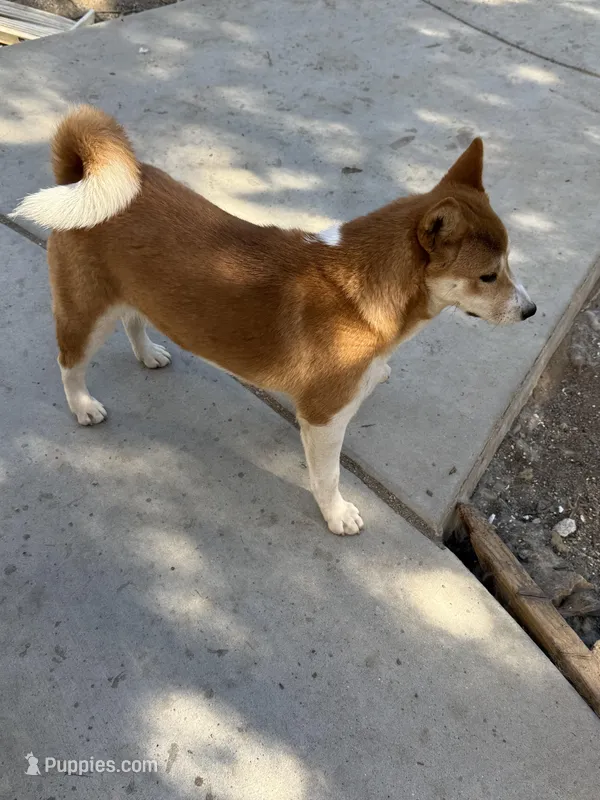 Female – Shiba Inu puppy for sale in Westminster, CA