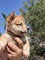 AKC Shiba Inu Female 1, a female Shiba Inu for sale in Westminster, CA – 2 of 2