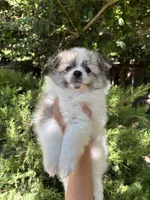 Maya, a female Pomimo for sale in Sacramento, CA – 5 of 10