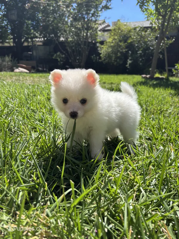 Snow  – Pomimo puppy for sale in Sacramento, CA