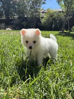 Snow , a male Pomimo for sale in Sacramento, CA – 2 of 6