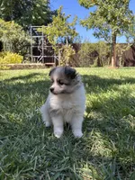 Pomimo , a female Pomimo for sale in Sacramento, CA – 2 of 7