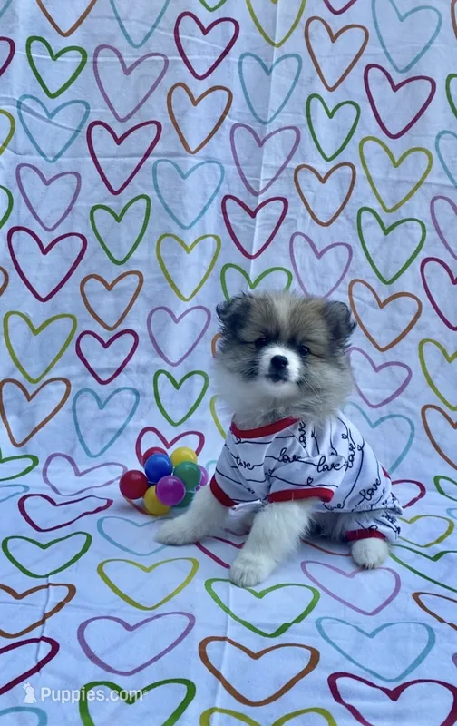Maya – Pomimo puppy for sale in Sacramento, CA