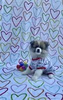 Maya, a female Pomimo for sale in Sacramento, CA – 3 of 5