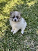 Pomimo , a female Pomimo for sale in Sacramento, CA – 7 of 7