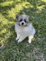 Pomimo , a female Pomimo for sale in Sacramento, CA – 6 of 7