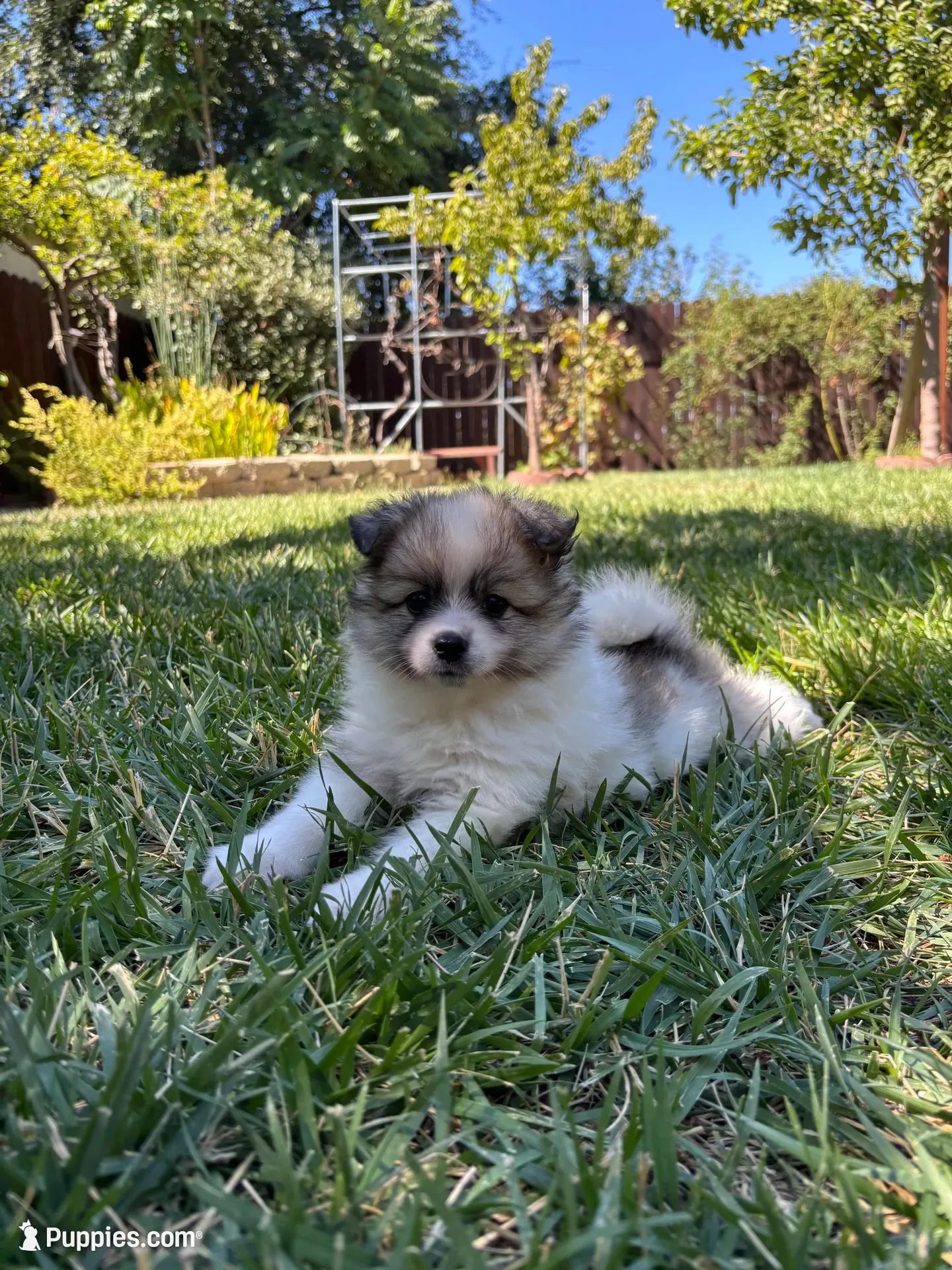 Maya, a female Pomimo for sale in Sacramento, CA – 3 of 10