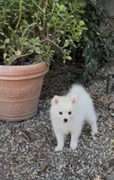 Snow , a male Pomimo for sale in Sacramento, CA – 2 of 6
