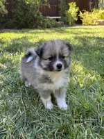 Snow, a male Pomimo for sale in Sacramento, CA – 9 of 10