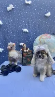 Snow, a male Pomimo for sale in Sacramento, CA – 1 of 5