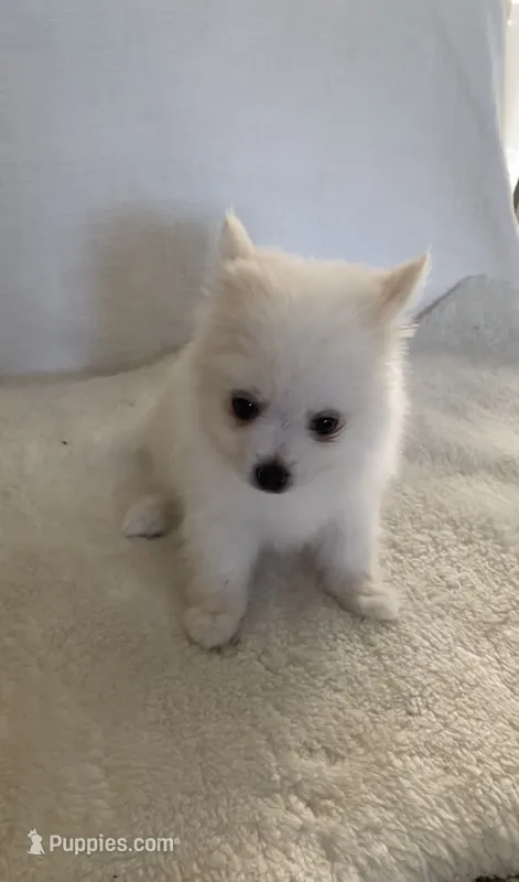 Snow  – Pomimo puppy for sale in Sacramento, CA