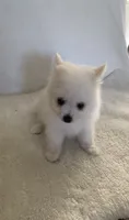 Snow , a male Pomimo for sale in Sacramento, CA – 5 of 6