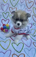 Pomimo , a female Pomimo for sale in Sacramento, CA – 3 of 9